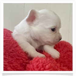 Kitty - White Long Hair Male Chihuahua Puppy