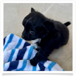 Boo - Black with White Longhair Male Chihuahua Puppy