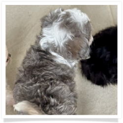Avery - Longhair Female Chihuahua Bichon Mix Puppy