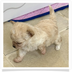 Tiny Dancer - Micro Mini Long Hair Female Chihuahua Puppy