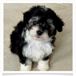 Olivia - Longhair Female Chihuahua Bichon Mix Puppy
