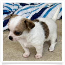 Elton - Short Male Chihuahua Puppy