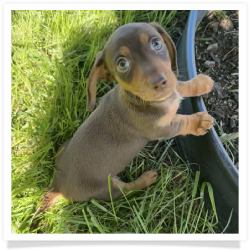 Coco - Chocolate & Tan Smooth Coat Female Miniature Dachshund Puppy