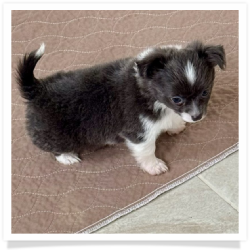 Navy - Longhair Male Chihuahua Puppy
