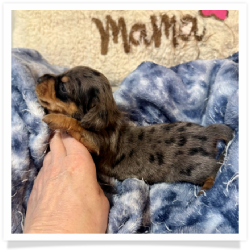 Angelica - Black & Tan Dapple Smooth Coat Female Miniature Dachshund Puppy