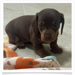 Ginger - Chocolate & Tan Smooth Coat Female Miniature Dachshund Puppy
