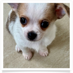Elton - Short Male Chihuahua Puppy
