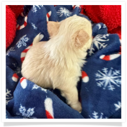 Cashmere - Cream & White Long Hair Male Chihuahua Puppy