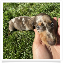 S'mores - Chocolate & Tan Dapple Smooth Coat Female Miniature Dachshund Puppy