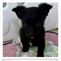 Shadow - Mostly Black with a Little White Longhair Male Chihuahua Puppy