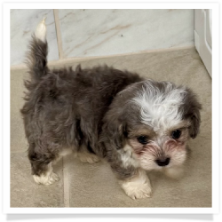Avery - Longhair Female Chihuahua Bichon Mix Puppy