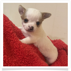 Colt - Male Chihuahua Puppy