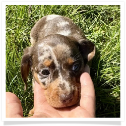 S'mores - Chocolate & Tan Dapple Smooth Coat Female Miniature Dachshund Puppy