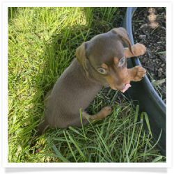 Coco - Chocolate & Tan Smooth Coat Female Miniature Dachshund Puppy