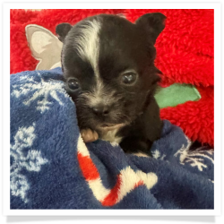 Critter - Black & White Long Hair Male Chihuahua Puppy