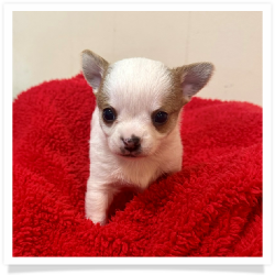 Colt - Male Chihuahua Puppy