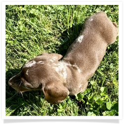 Forest - Chocolate & Tan Dapple Smooth Coat Male Miniature Dachshund Puppy