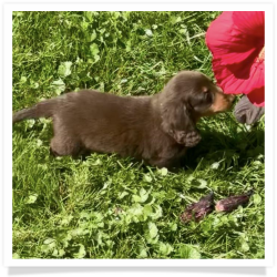 Chip - Chocolate & Tan Longhair Male Miniature Dachshund Puppy