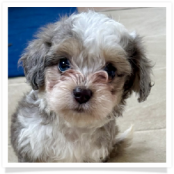 Avery - Longhair Female Chihuahua Bichon Mix Puppy
