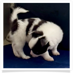 Spock - Blue & White Long Hair Male Chihuahua Puppy