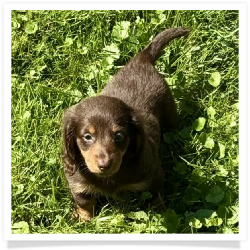 Chip - Chocolate & Tan Longhair Male Miniature Dachshund Puppy