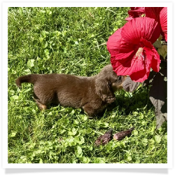 Chip - Chocolate & Tan Longhair Male Miniature Dachshund Puppy