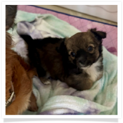 Chester - Sable & White Longhair Male Chihuahua Puppy