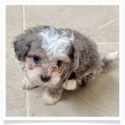 Avery - Longhair Female Chihuahua Bichon Mix Puppy