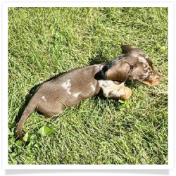 Forest - Chocolate & Tan Dapple Smooth Coat Male Miniature Dachshund Puppy