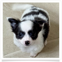 Spock - Blue & White Long Hair Male Chihuahua Puppy