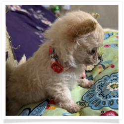 Tiny Dancer - Micro Mini Long Hair Female Chihuahua Puppy