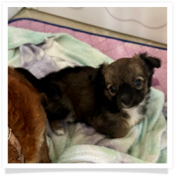 Chester - Sable & White Longhair Male Chihuahua Puppy