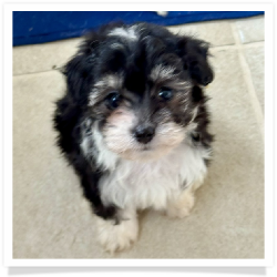 Olivia - Longhair Female Chihuahua Bichon Mix Puppy