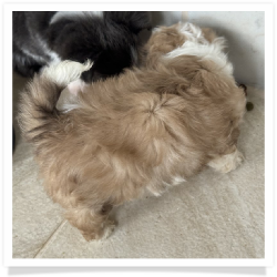 Aaron - Longhair Female Chihuahua Bichon Mix Puppy