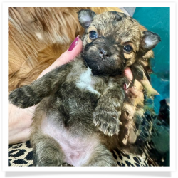 Tiny Tina - Sable Longhair Female Chihuahua Puppy