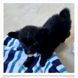 Boo - Black with White Longhair Male Chihuahua Puppy