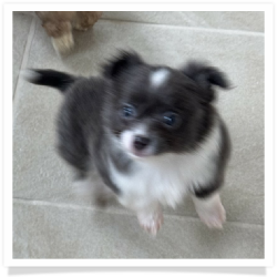 Navy - Longhair Male Chihuahua Puppy