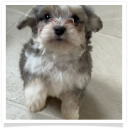 Avery - Longhair Female Chihuahua Bichon Mix Puppy